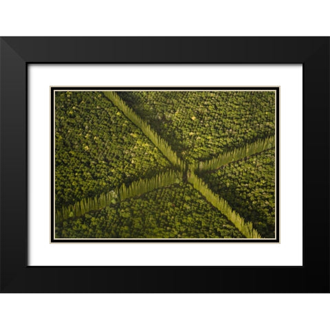 HI, Hilo Aerial view of Macadamia Nut Farm trees Black Modern Wood Framed Art Print with Double Matting by Kaveney, Wendy