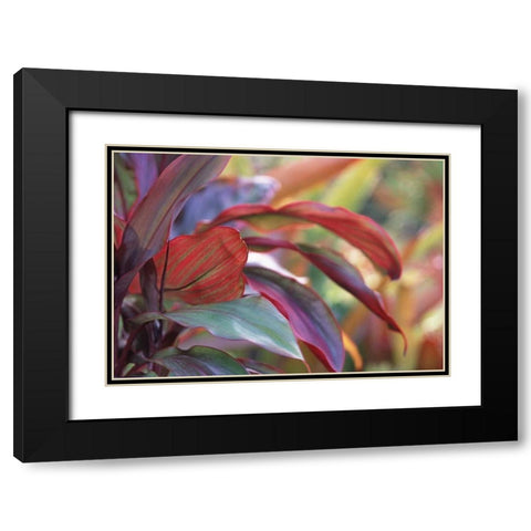 USA, Hawaii, Kauai Close-up of ti plant leaves Black Modern Wood Framed Art Print with Double Matting by Satushek, Steve