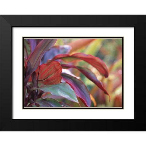 USA, Hawaii, Kauai Close-up of ti plant leaves Black Modern Wood Framed Art Print with Double Matting by Satushek, Steve
