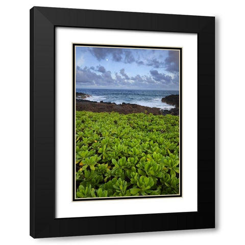 Hawaii, Kauai Plants next to rocky coastline Black Modern Wood Framed Art Print with Double Matting by Flaherty, Dennis