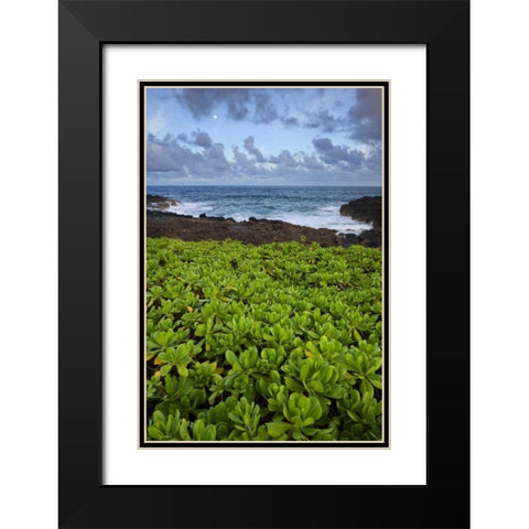 Hawaii, Kauai Plants next to rocky coastline Black Modern Wood Framed Art Print with Double Matting by Flaherty, Dennis