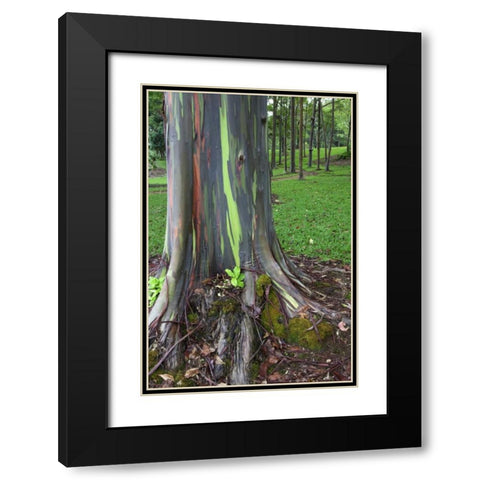 Hawaii, Kauai Colorful eucalyptus tree bark Black Modern Wood Framed Art Print with Double Matting by Flaherty, Dennis