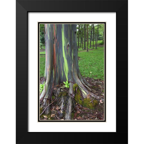 Hawaii, Kauai Colorful eucalyptus tree bark Black Modern Wood Framed Art Print with Double Matting by Flaherty, Dennis