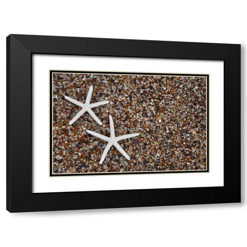 Hawaii, Kauai Starfish skeletons on Glass Beach Black Modern Wood Framed Art Print with Double Matting by Flaherty, Dennis