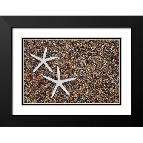 Hawaii, Kauai Starfish skeletons on Glass Beach Black Modern Wood Framed Art Print with Double Matting by Flaherty, Dennis