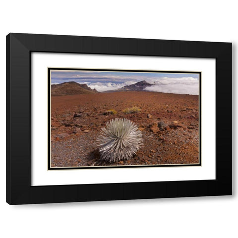Hawaii, Maui, Haleakala NP Silversword plant Black Modern Wood Framed Art Print with Double Matting by Illg, Cathy and Gordon