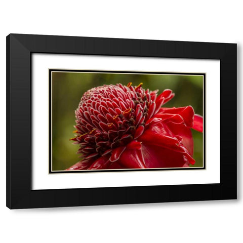 Hawaii, The Big Island Ginger blossom Black Modern Wood Framed Art Print with Double Matting by Illg, Cathy and Gordon