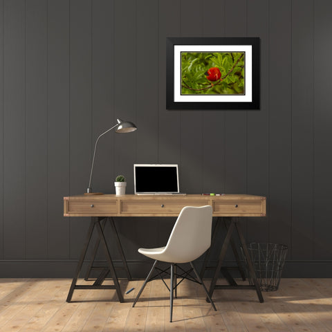 HI, Hakalau Forest Iiwi bird on ohia tree limb Black Modern Wood Framed Art Print with Double Matting by Illg, Cathy and Gordon