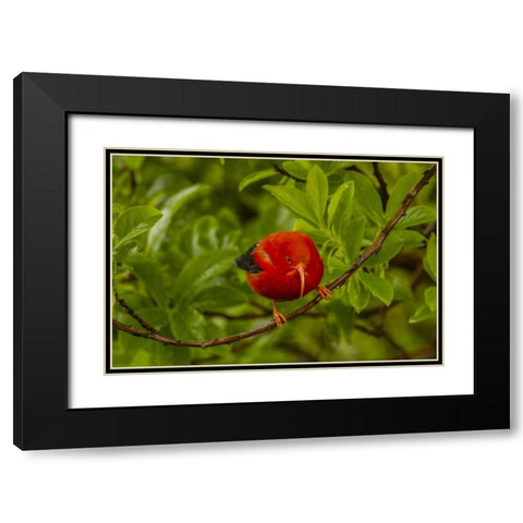 HI, Hakalau Forest Iiwi bird on ohia tree limb Black Modern Wood Framed Art Print with Double Matting by Illg, Cathy and Gordon