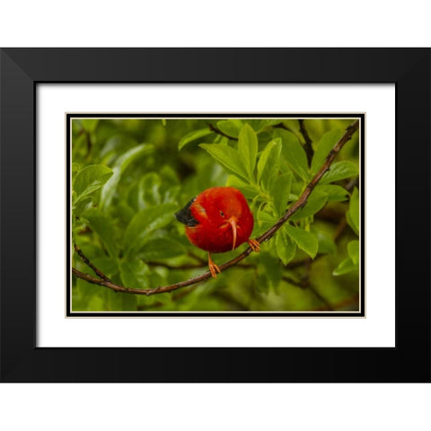 HI, Hakalau Forest Iiwi bird on ohia tree limb Black Modern Wood Framed Art Print with Double Matting by Illg, Cathy and Gordon