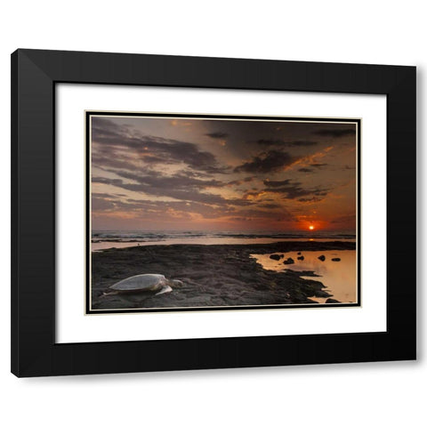HI, Honokohau Bay Green sea turtle on beach Black Modern Wood Framed Art Print with Double Matting by Illg, Cathy and Gordon