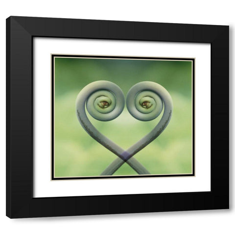 Hawaii Frond montage at Akaka Falls State Park Black Modern Wood Framed Art Print with Double Matting by Bush, Marie