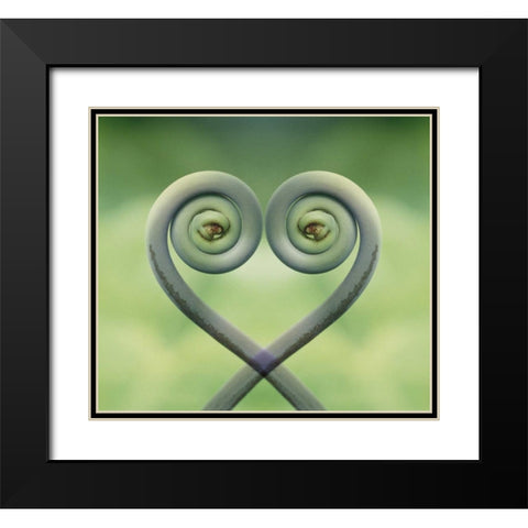 Hawaii Frond montage at Akaka Falls State Park Black Modern Wood Framed Art Print with Double Matting by Bush, Marie