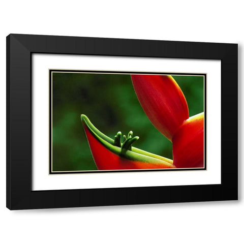 Hawaii, Hilo Heliconia flower close-up Black Modern Wood Framed Art Print with Double Matting by Bush, Marie