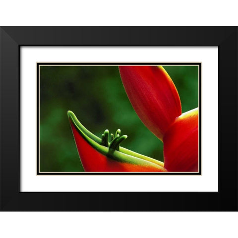 Hawaii, Hilo Heliconia flower close-up Black Modern Wood Framed Art Print with Double Matting by Bush, Marie