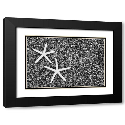 Hawaii, Kauai Starfish skeletons at Glass Beach Black Modern Wood Framed Art Print with Double Matting by Flaherty, Dennis