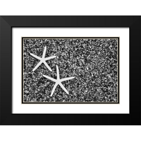 Hawaii, Kauai Starfish skeletons at Glass Beach Black Modern Wood Framed Art Print with Double Matting by Flaherty, Dennis