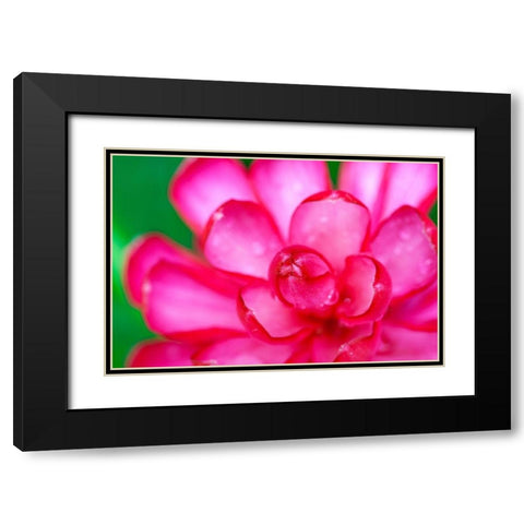 Hawaii-Kauai Ginger flower abstract Black Modern Wood Framed Art Print with Double Matting by Jaynes Gallery