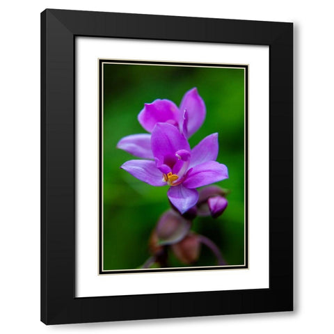 Hawaii-Kauai Close-up of wild orchid flower Black Modern Wood Framed Art Print with Double Matting by Jaynes Gallery