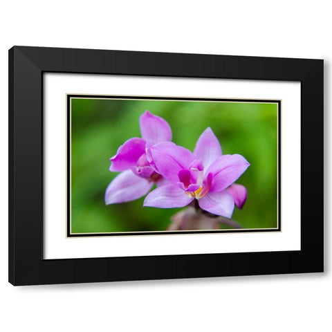 Hawaii-Kauai Close-up of wild orchid flower Black Modern Wood Framed Art Print with Double Matting by Jaynes Gallery