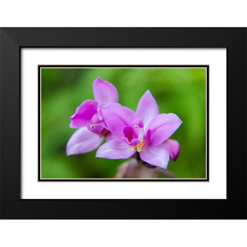 Hawaii-Kauai Close-up of wild orchid flower Black Modern Wood Framed Art Print with Double Matting by Jaynes Gallery