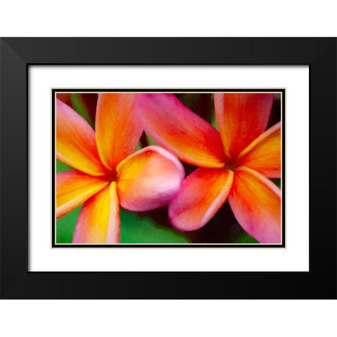 Hawaii-Kauai Abstract of plumeria flowers Black Modern Wood Framed Art Print with Double Matting by Jaynes Gallery