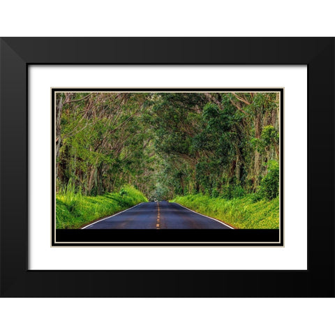 Tree tunnel of Eucalyptus trees line Maliuhi Road near Koloa in Kauai-Hawaii-USA Black Modern Wood Framed Art Print with Double Matting by Haney, Chuck