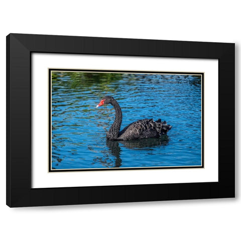Black Swan Black Modern Wood Framed Art Print with Double Matting by Engelbrecht, Jim