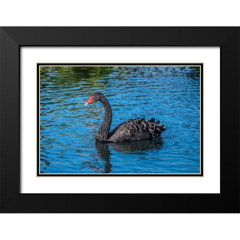 Black Swan Black Modern Wood Framed Art Print with Double Matting by Engelbrecht, Jim