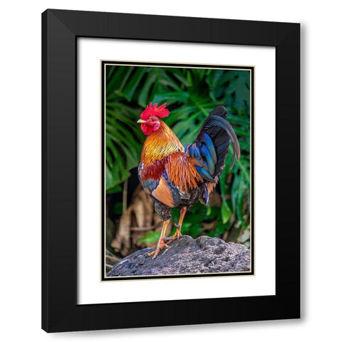 Feral rooster-Kauai-Hawaii-USA Black Modern Wood Framed Art Print with Double Matting by Engelbrecht, Jim