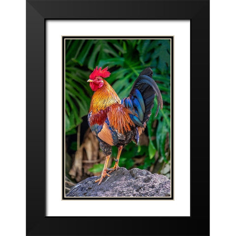 Feral rooster-Kauai-Hawaii-USA Black Modern Wood Framed Art Print with Double Matting by Engelbrecht, Jim