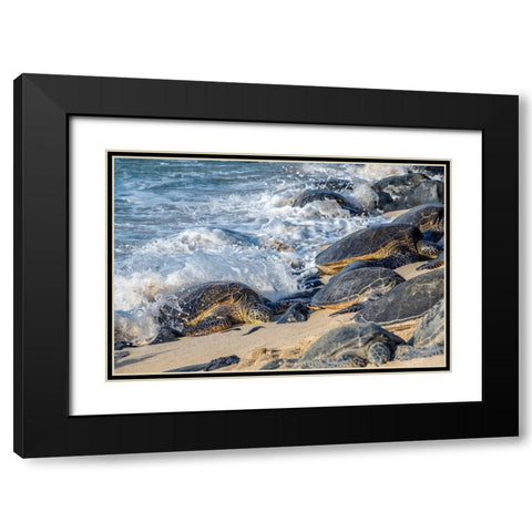 Green Sea Turtles-Maui-Hawaii-USA Black Modern Wood Framed Art Print with Double Matting by Engelbrecht, Jim