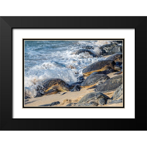 Green Sea Turtles-Maui-Hawaii-USA Black Modern Wood Framed Art Print with Double Matting by Engelbrecht, Jim