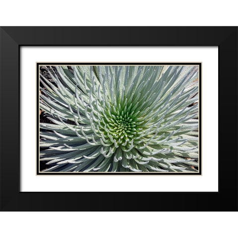 Haleakala silversword-Maui-Hawaii-USA Black Modern Wood Framed Art Print with Double Matting by Engelbrecht, Jim