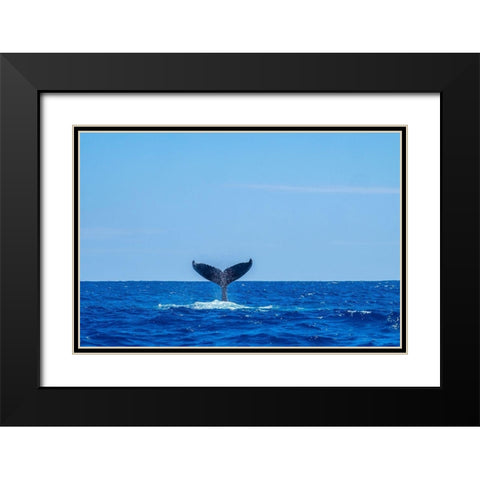Humpback whale tail Black Modern Wood Framed Art Print with Double Matting by Engelbrecht, Jim