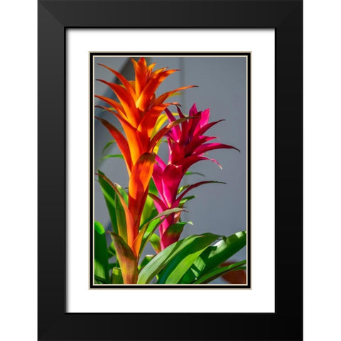 Bromeliad Black Modern Wood Framed Art Print with Double Matting by Engelbrecht, Lisa S.
