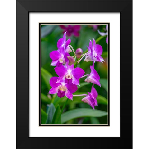 Dendrobium Orchid Black Modern Wood Framed Art Print with Double Matting by Engelbrecht, Lisa S.