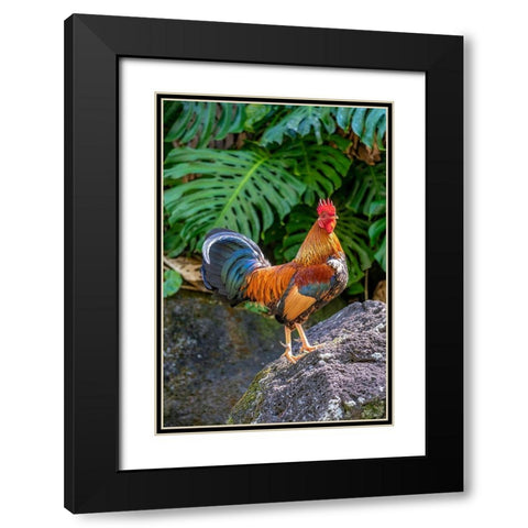 Feral rooster-Kauai-Hawaii-USA Black Modern Wood Framed Art Print with Double Matting by Engelbrecht, Lisa S.