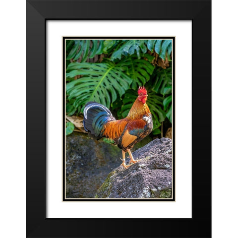 Feral rooster-Kauai-Hawaii-USA Black Modern Wood Framed Art Print with Double Matting by Engelbrecht, Lisa S.