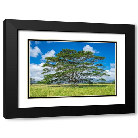 Monkeypod tree-Kauai-Hawaii-USA Black Modern Wood Framed Art Print with Double Matting by Engelbrecht, Lisa S.