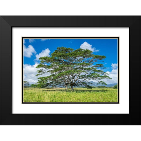 Monkeypod tree-Kauai-Hawaii-USA Black Modern Wood Framed Art Print with Double Matting by Engelbrecht, Lisa S.