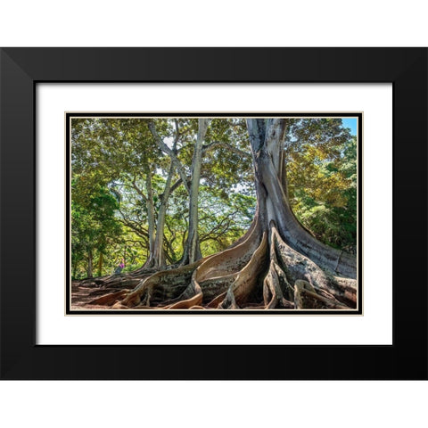Moreton Bay Fig tree-Kauai-Hawaii-USA Black Modern Wood Framed Art Print with Double Matting by Engelbrecht, Lisa S.