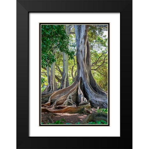 Moreton Bay Fig tree-Kauai-Hawaii-USA Black Modern Wood Framed Art Print with Double Matting by Engelbrecht, Lisa S.