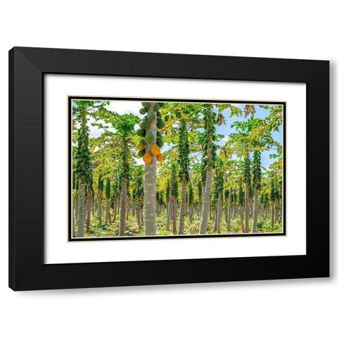 Papaya plantation-Kauai-Hawaii-USA Black Modern Wood Framed Art Print with Double Matting by Engelbrecht, Lisa S.