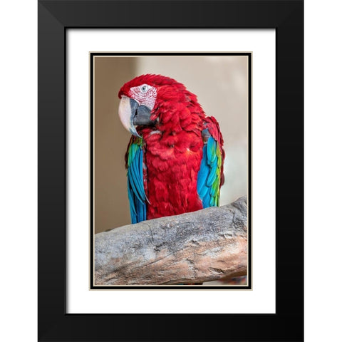 Scarlet Macaw Black Modern Wood Framed Art Print with Double Matting by Engelbrecht, Lisa S.