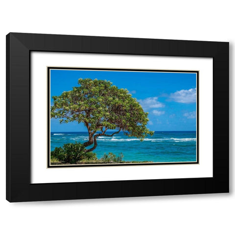 Tree overlooking Poipu Bay-Kauai-Hawaii-USA Black Modern Wood Framed Art Print with Double Matting by Engelbrecht, Lisa S.