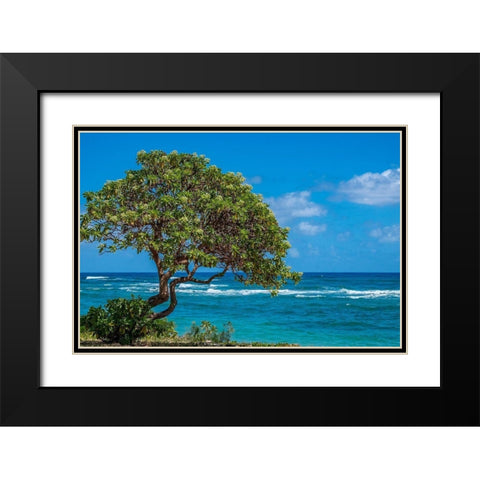 Tree overlooking Poipu Bay-Kauai-Hawaii-USA Black Modern Wood Framed Art Print with Double Matting by Engelbrecht, Lisa S.