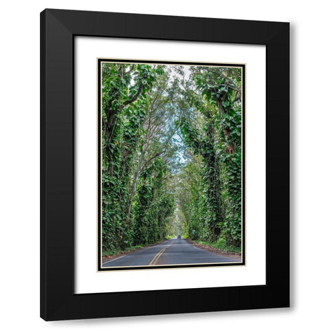 Tunnel of trees-Maluhia Road-Kauai-Hawaii-USA Black Modern Wood Framed Art Print with Double Matting by Engelbrecht, Lisa S.