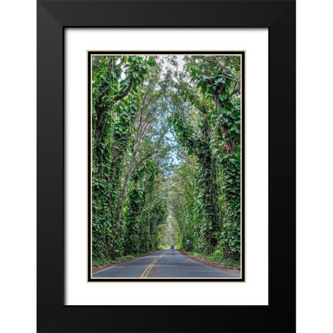 Tunnel of trees-Maluhia Road-Kauai-Hawaii-USA Black Modern Wood Framed Art Print with Double Matting by Engelbrecht, Lisa S.