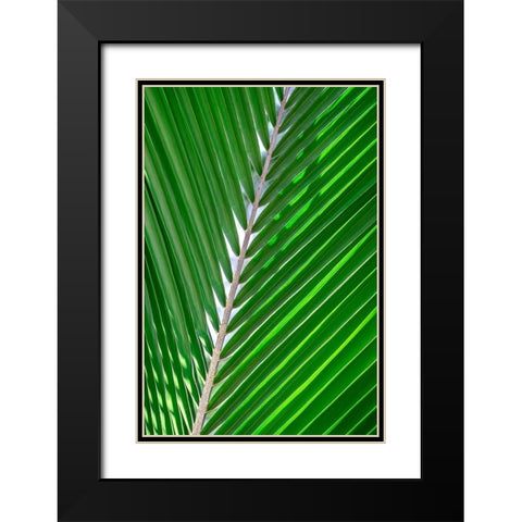 Palm frond Black Modern Wood Framed Art Print with Double Matting by Engelbrecht, Lisa S.